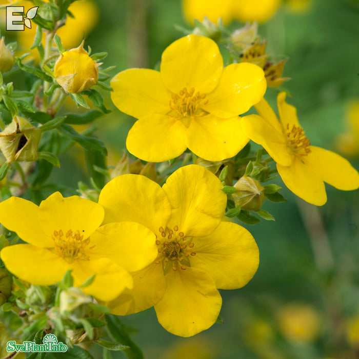 Dasiphora (Fruticosa) 'Goldfinger'  Busk C3