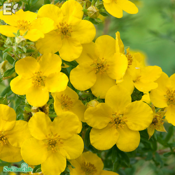 Dasiphora (Fruticosa) 'Goldfinger'  Busk C3