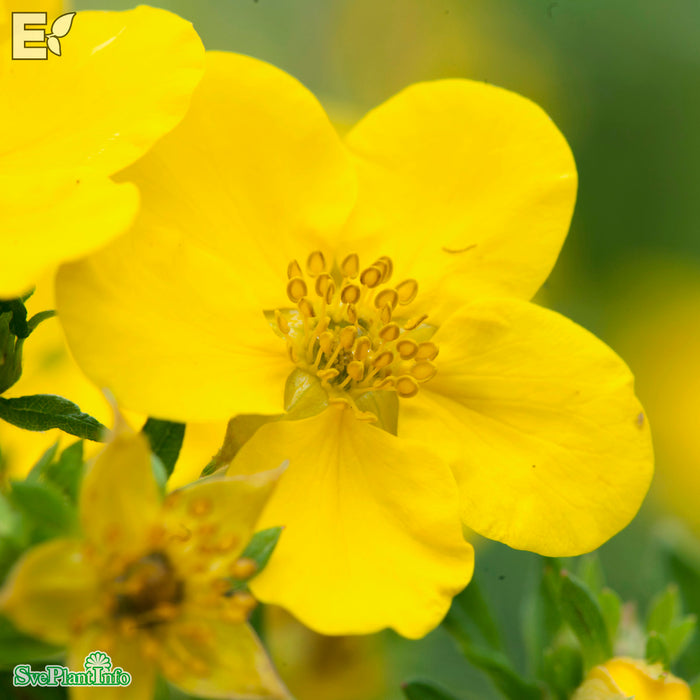 Dasiphora (Fruticosa) 'Goldfinger'  Busk C3