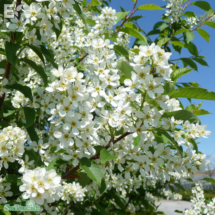 Prunus padus fk Ultuna E Solitär 150-200cm C