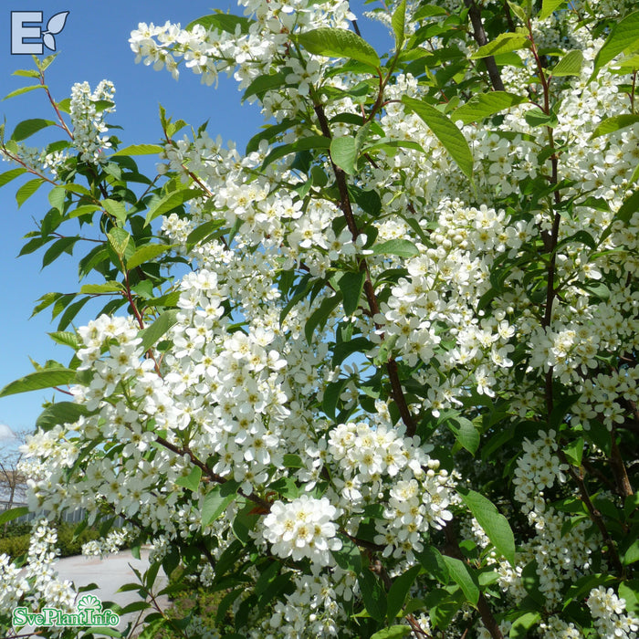 Prunus padus fk Ultuna E Solitär 150-200cm C