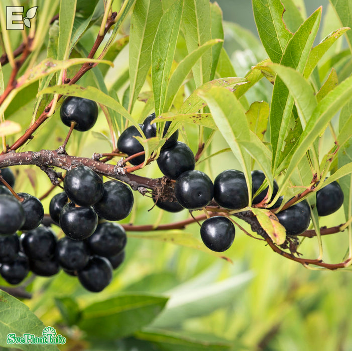 Prunus pumila var. depressa E Busk C3,5