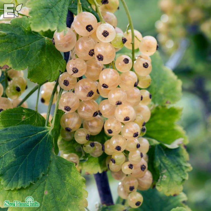 Ribes (Vita Vinbär) 'Vit Jätte' E Busk C3,5