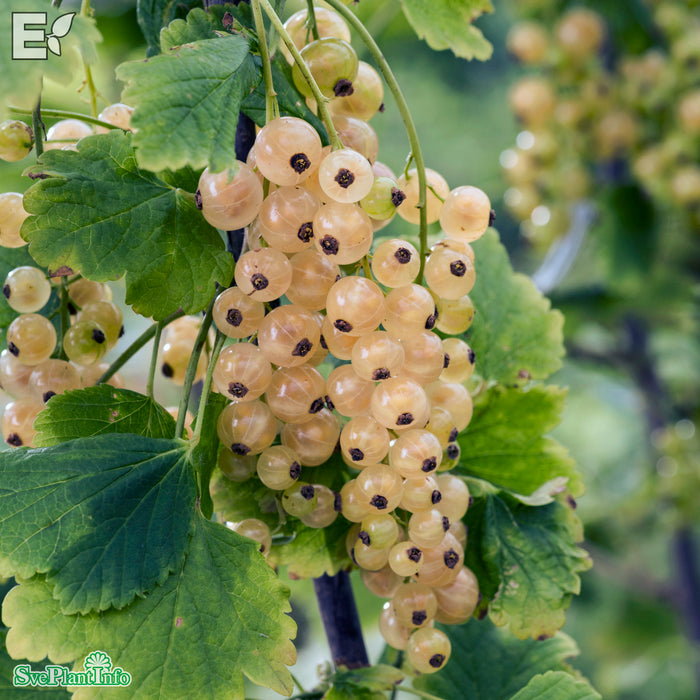 Ribes (Vita Vinbär) 'Vit Jätte' E Busk C3,5