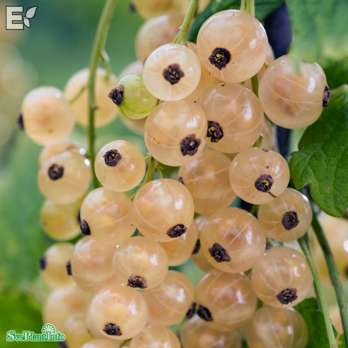 Ribes (Vita Vinbär) 'Vit Jätte' E Busk C3,5
