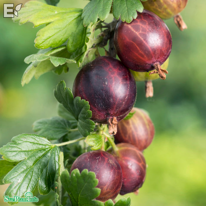 Ribes (Grossularia) 'Martlet' E Halvsolitär C15