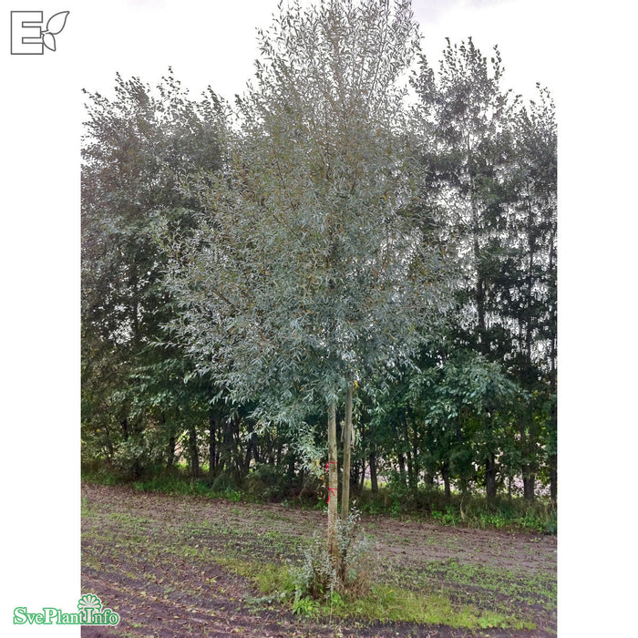 Salix alba var. sericea 'Boden Silver' E Ungträd 150-175cm C10