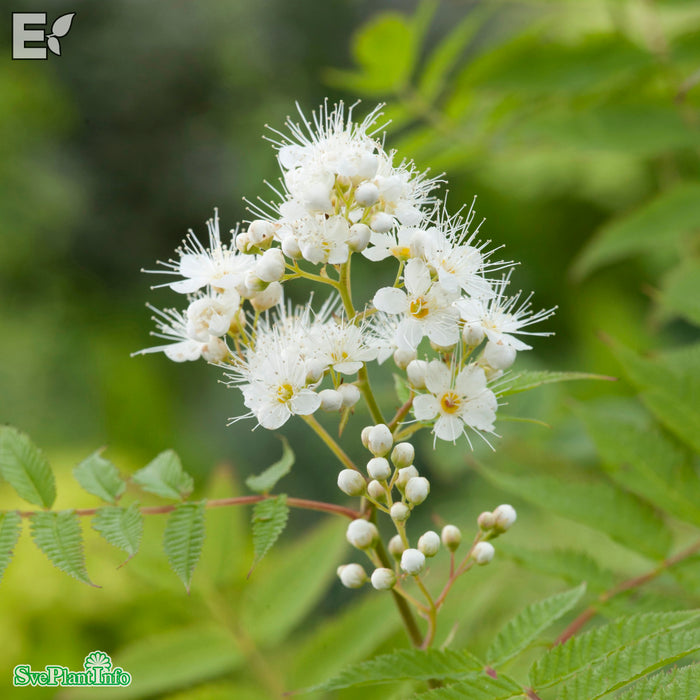 Sorbaria grandiflora 'Maia' E Busk C5
