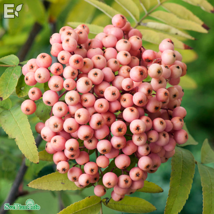 Sorbus 'Rosmari' E Ungträd 200-250cm C10