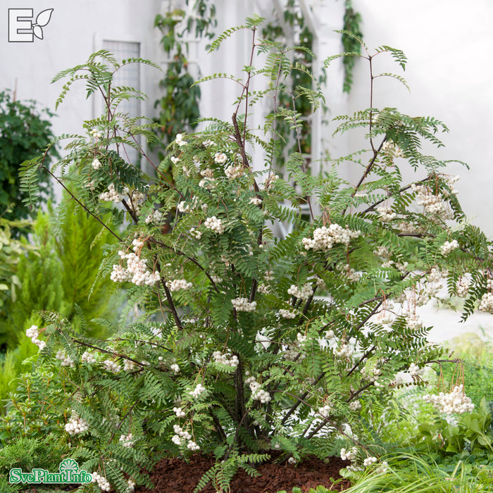 Sorbus frutescens fk Ås E Busk C7,5