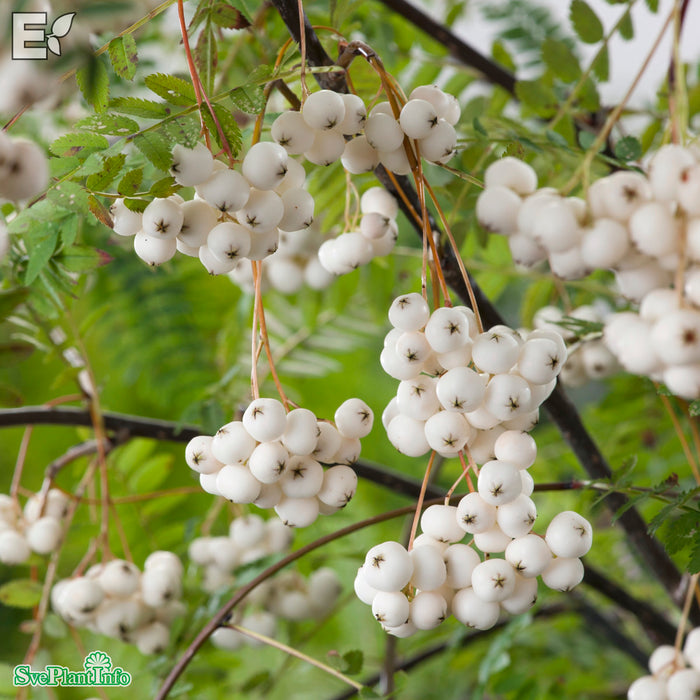 Sorbus frutescens fk 'Ås' E C5