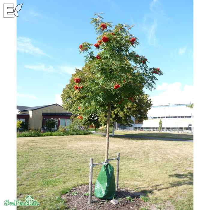 Sorbus ulleungensis 'Legend' E Ungträd 150-175cm C10