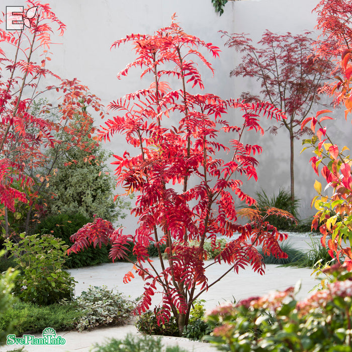 Sorbus ulleungensis 'Legend' E Ungträd 150-200cm Co