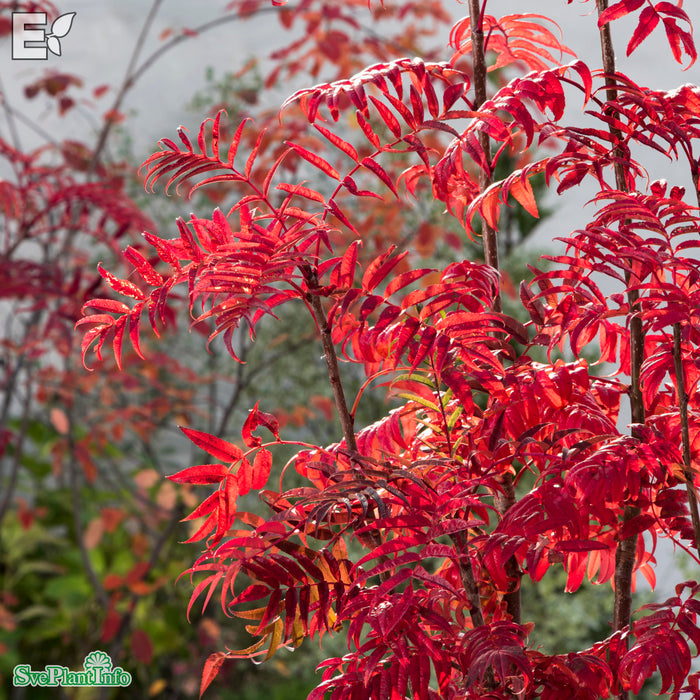 Sorbus ulleungensis 'Legend' E Ungträd 150-175cm C10