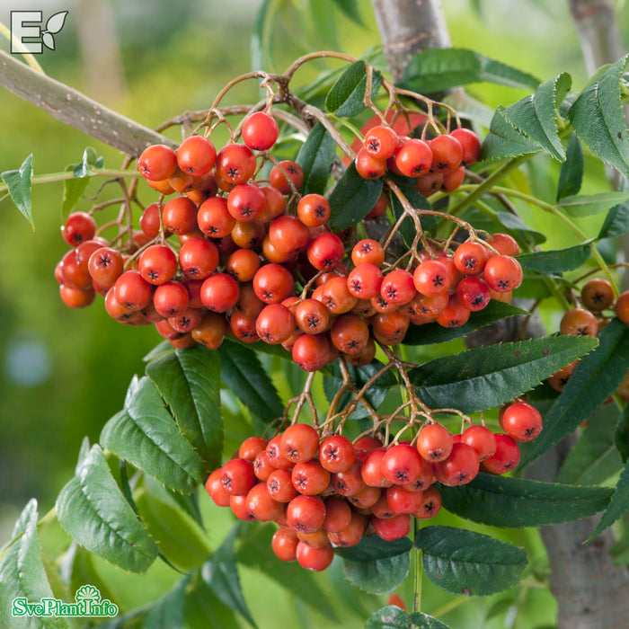 Sorbus ulleungensis 'Legend' E Ungträd 150-175cm C10