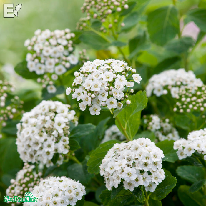 Spiraea betulifolia 'Tor' E C3