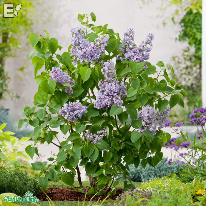 Syringa vulgaris 'Norrfjärden' E Sol 80-100 C10