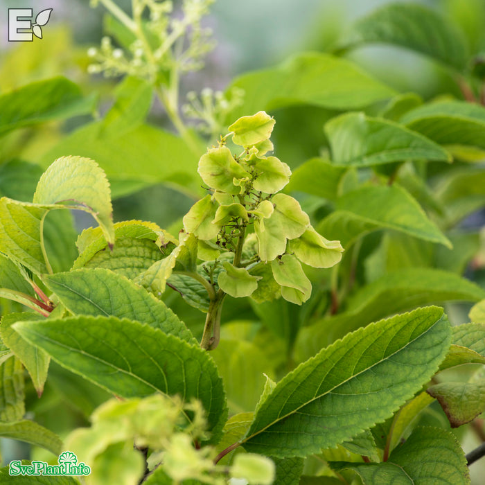 Tripterygium reg. TIARA E A-kval C2