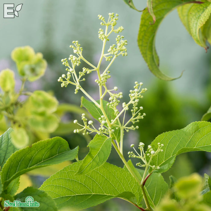 Tripterygium reg. TIARA E A-kval C2