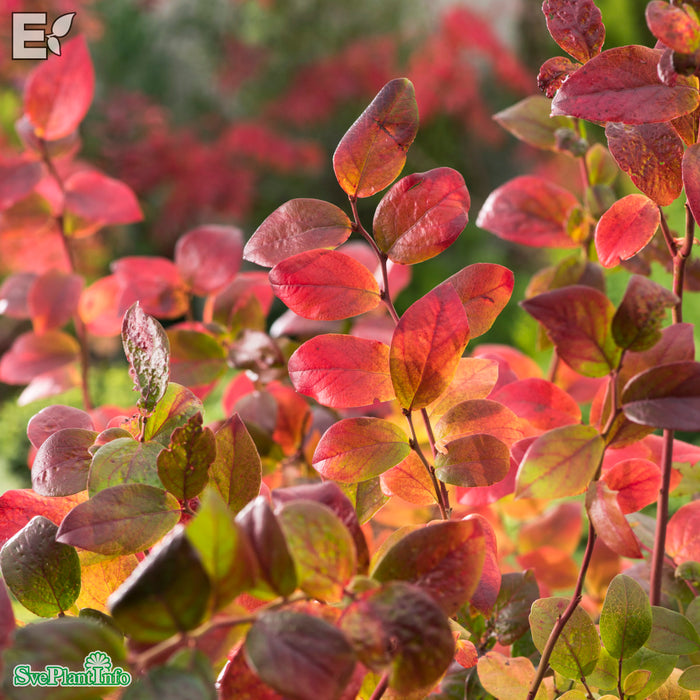 Vaccinium corymbosum 'Pelle' E C2