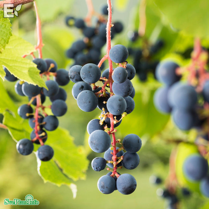 Vitis (Labrusca) 'Zilga' E A-kval C2