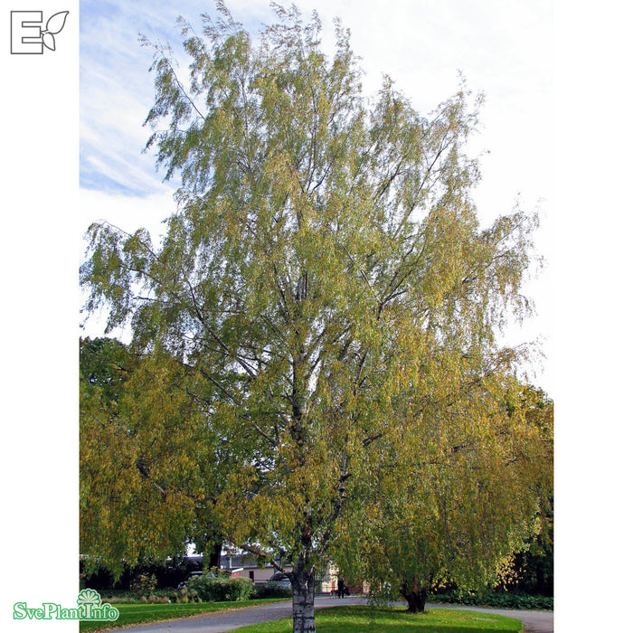 Betula pendula 'Dalecarlica' E Ungträd 150-175cm C10