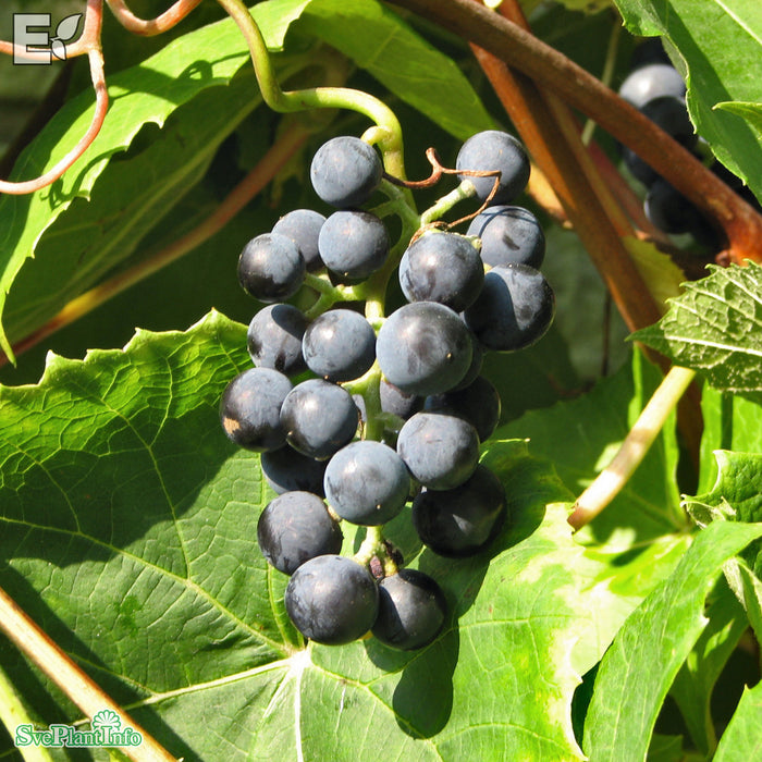 Vitis (Labrusca) 'Zilga' E A-kval C2