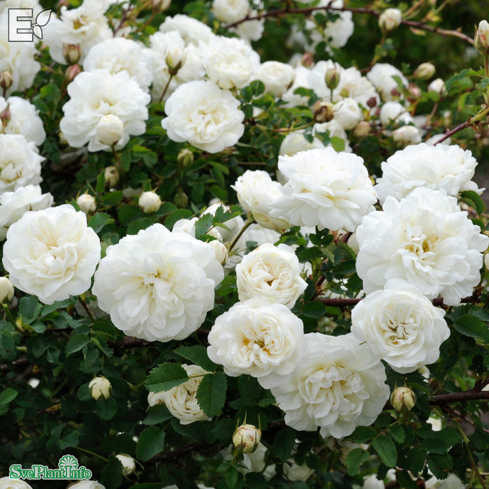 Rosa spinossisima (Plena) 'Valdemarsvik' E C3,5