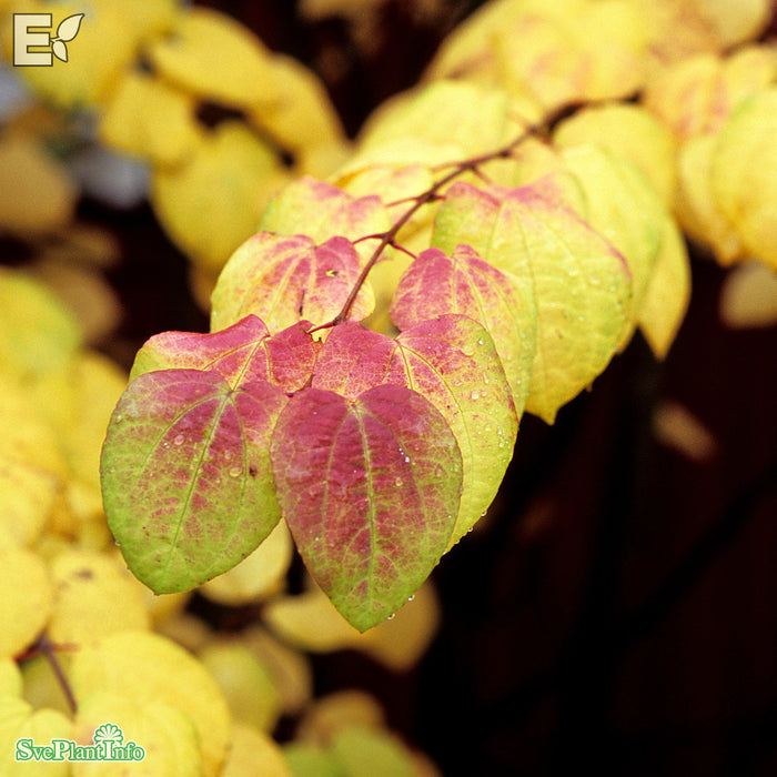 Cercidiphyllum japonicum fk Göteborg E Sol 150-175 C30