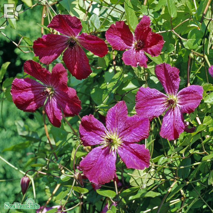 Clematis (Vitic.) 'Carmencita' E A-kval C2