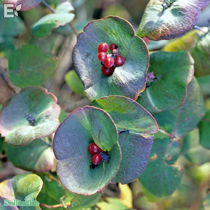 Lonicera reticulata 'Silver' E A-kval C2