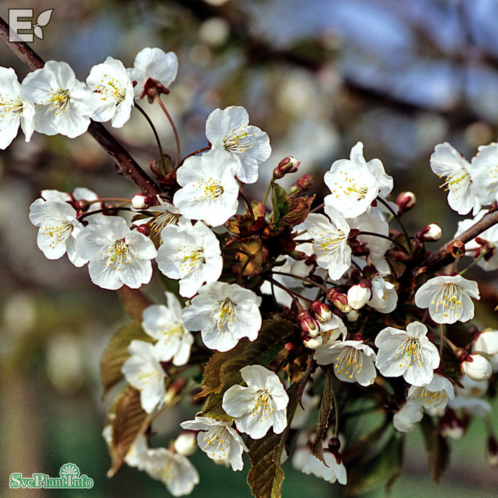 Prunus avium E Ungträd 200-250cm Co