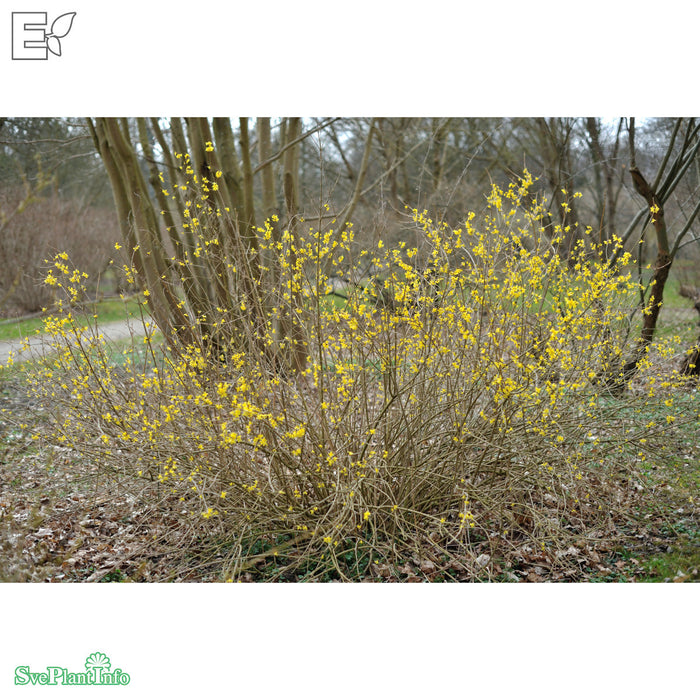Forsythia mandshurica E Halvsolitär C15