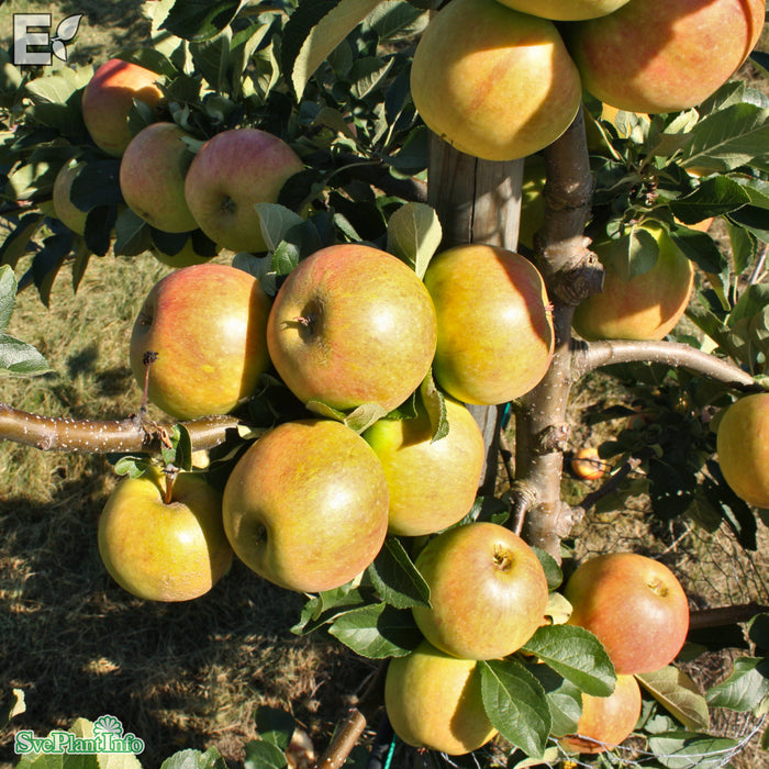 Malus domestica 'James Grieve' E A2 Stam Kl 4 års