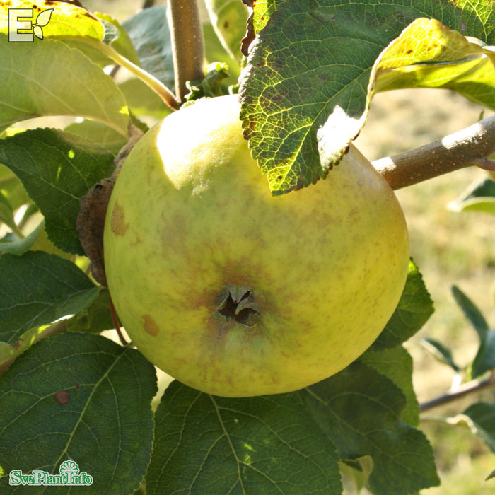 Malus domestica 'Oranie' E A2 Stam 4 års Co