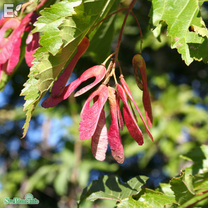 Acer tataricum ssp. ginnala C5