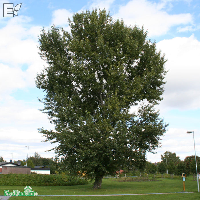 Populus trichocarpa 'Kiruna' E Ungträd 150-175 C10