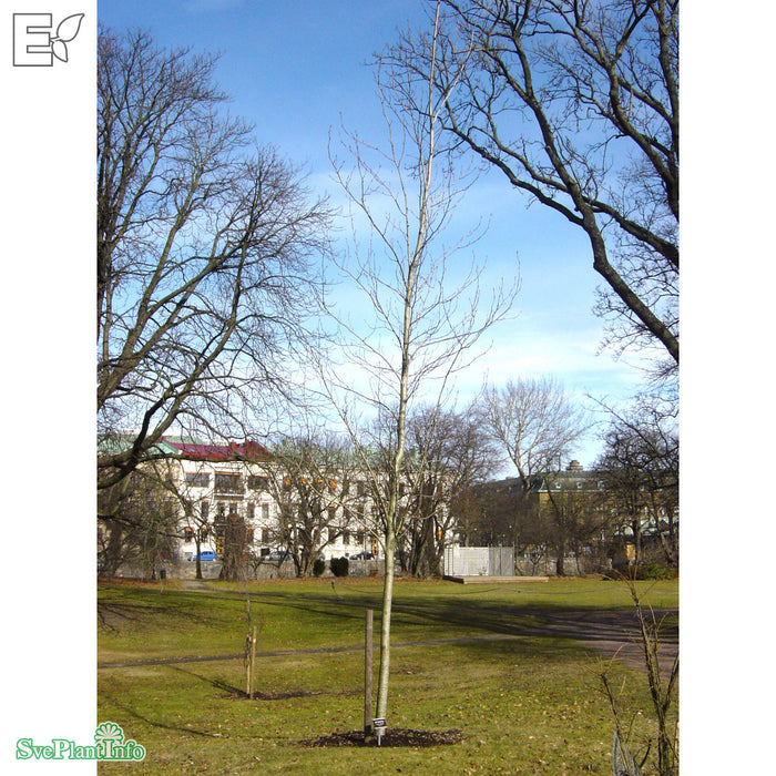 Populus trichocarpa 'Kiruna' E Ungträd 150-175 C10