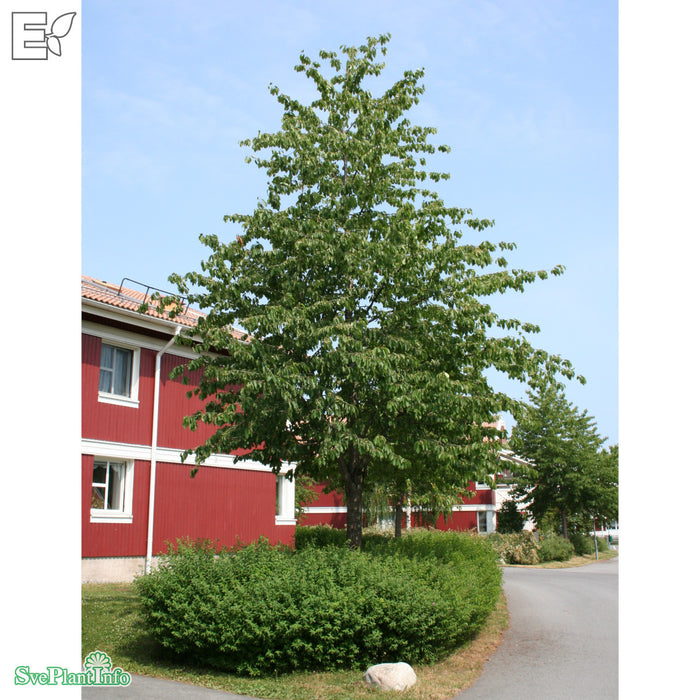 Prunus avium E Ungträd 150-200cm Co