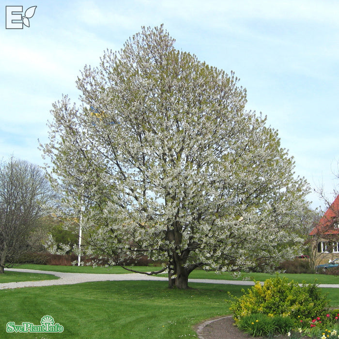 Prunus avium E Ungträd 150-200cm Co