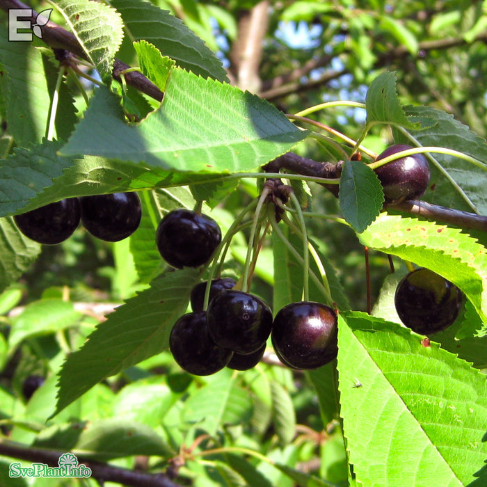 Prunus avium E Ungträd 200-250cm Co