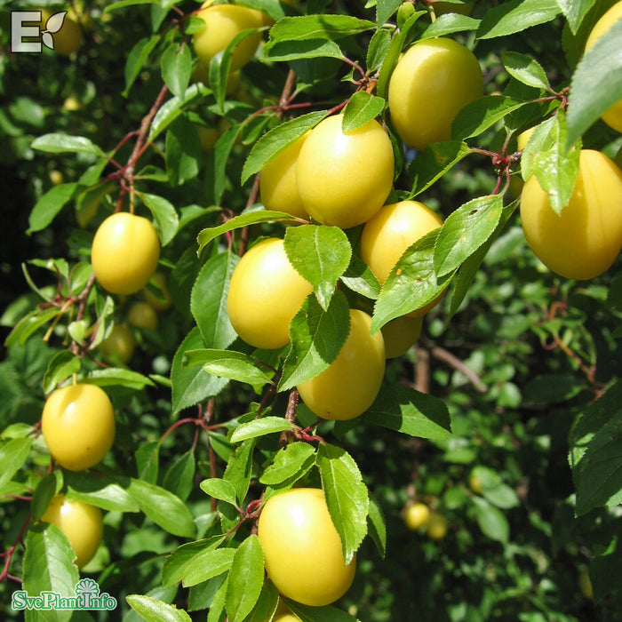 Prunus cerasifera FK CECILIA E Solitär 125-150cm C50