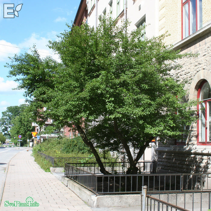 Prunus cerasifera FK CECILIA E Solitär 125-150cm C50