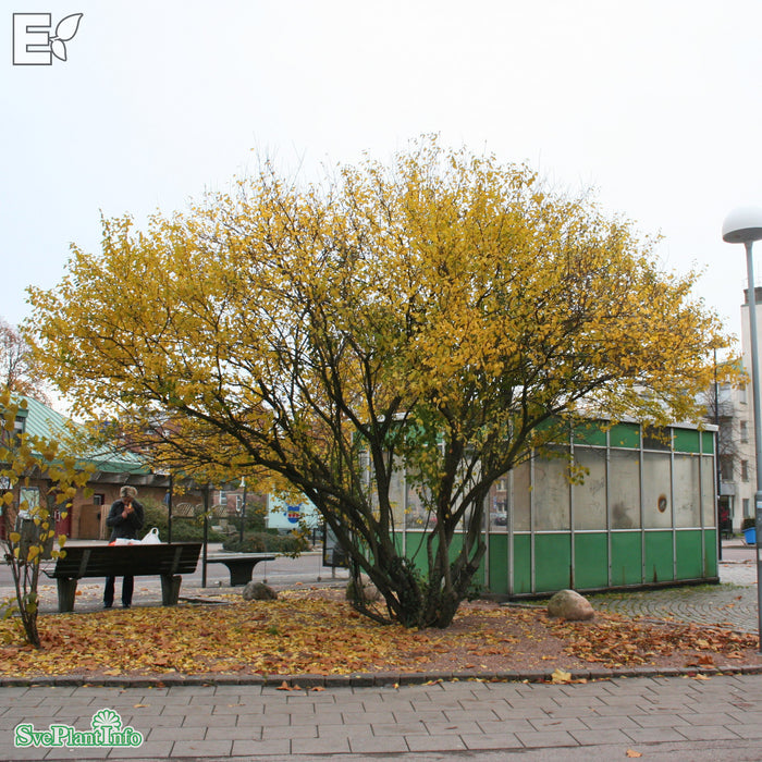 Prunus cerasifera FK CECILIA E Solitär 125-150cm C50