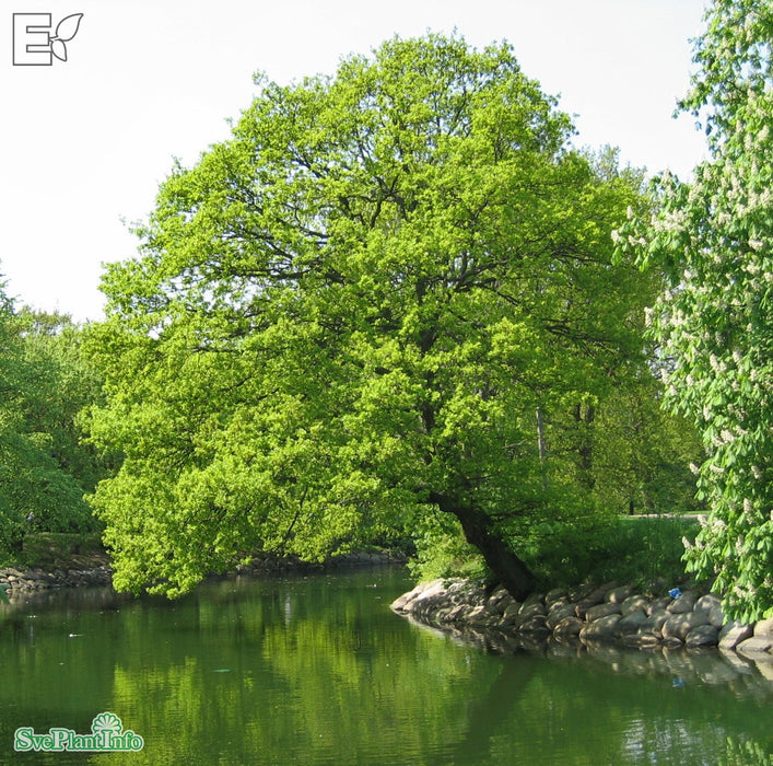 Quercus robur FK ULTUNA E Ungträd 150-175 C10