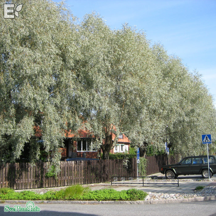 Salix alba var. sericea 'Boden Silver' E Ungträd 150-175cm C10