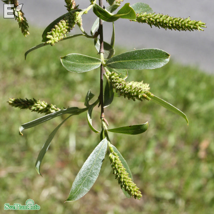 Salix alba var. sericea 'Boden Silver' E Ungträd 150-175cm C10