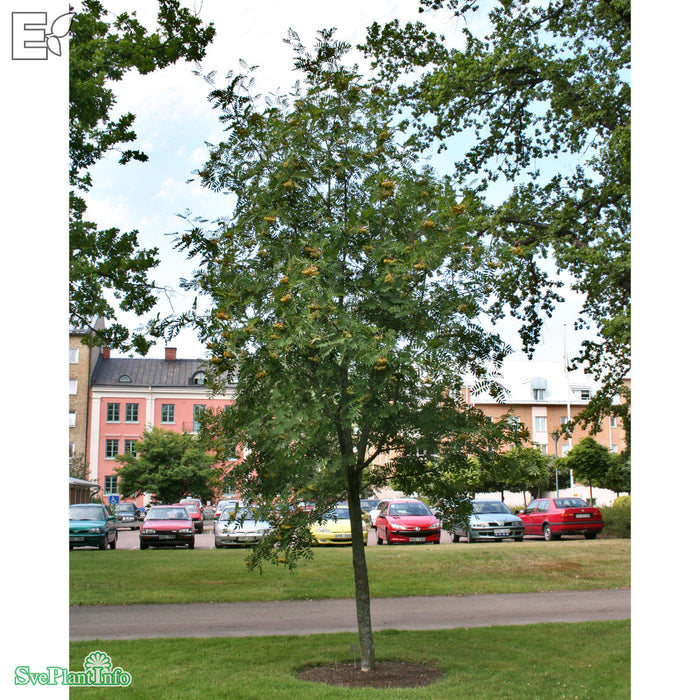 Sorbus (Commixta) 'Birgitta' E Ungträd 200-250cm C10