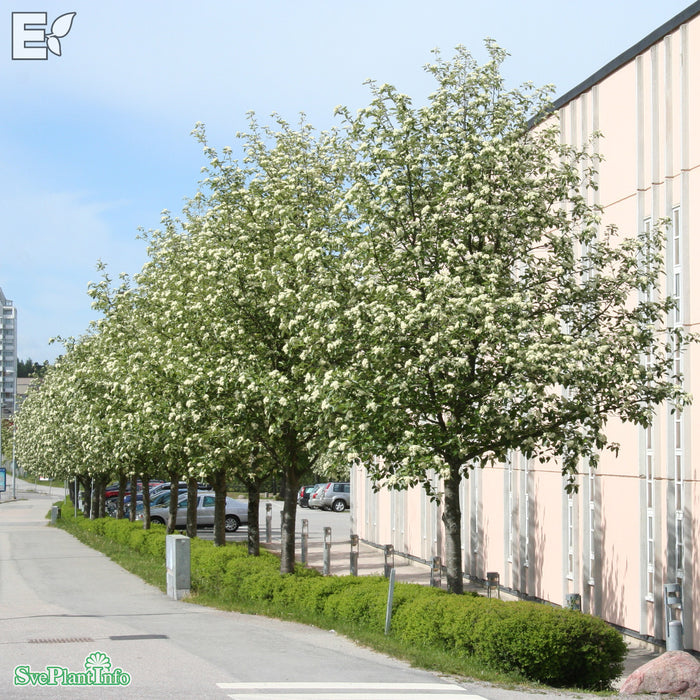 Sorbus intermedia E Ungträd 150-175 C10