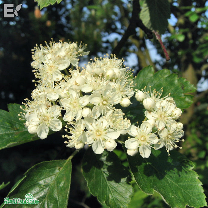 Sorbus intermedia E Ungträd 150-175 C10